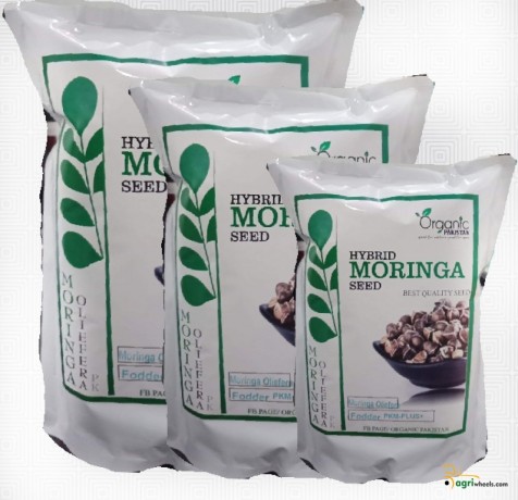 hybrid-moringa-oliefera-fodder-big-0