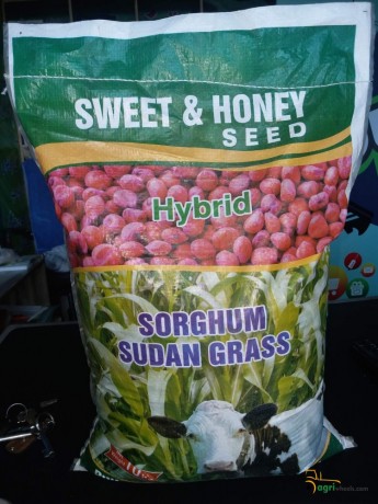 hybrid-sudan-grass-big-0
