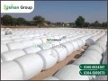 good-quality-maize-silage-small-2