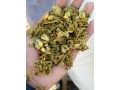 good-quality-maize-silage-small-3