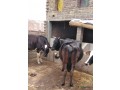 cow-for-sale-small-0
